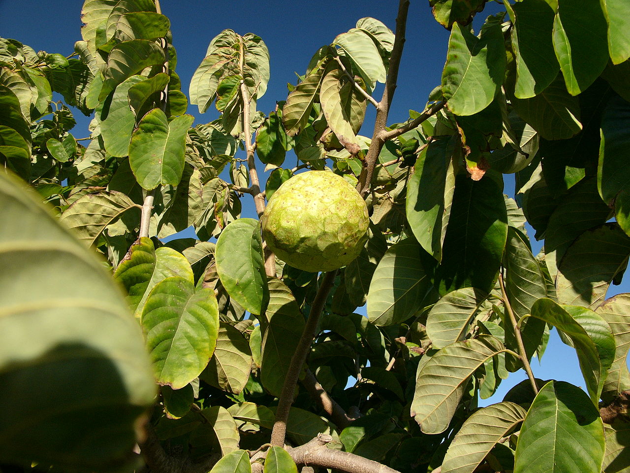 1280px-Cherimoya_tree_hg